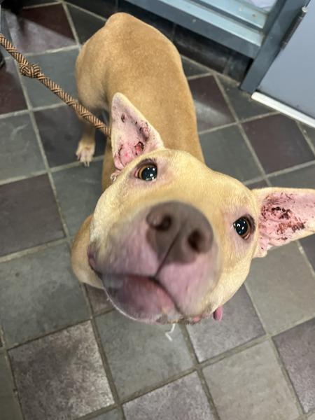 Matcha — thumbnail 3