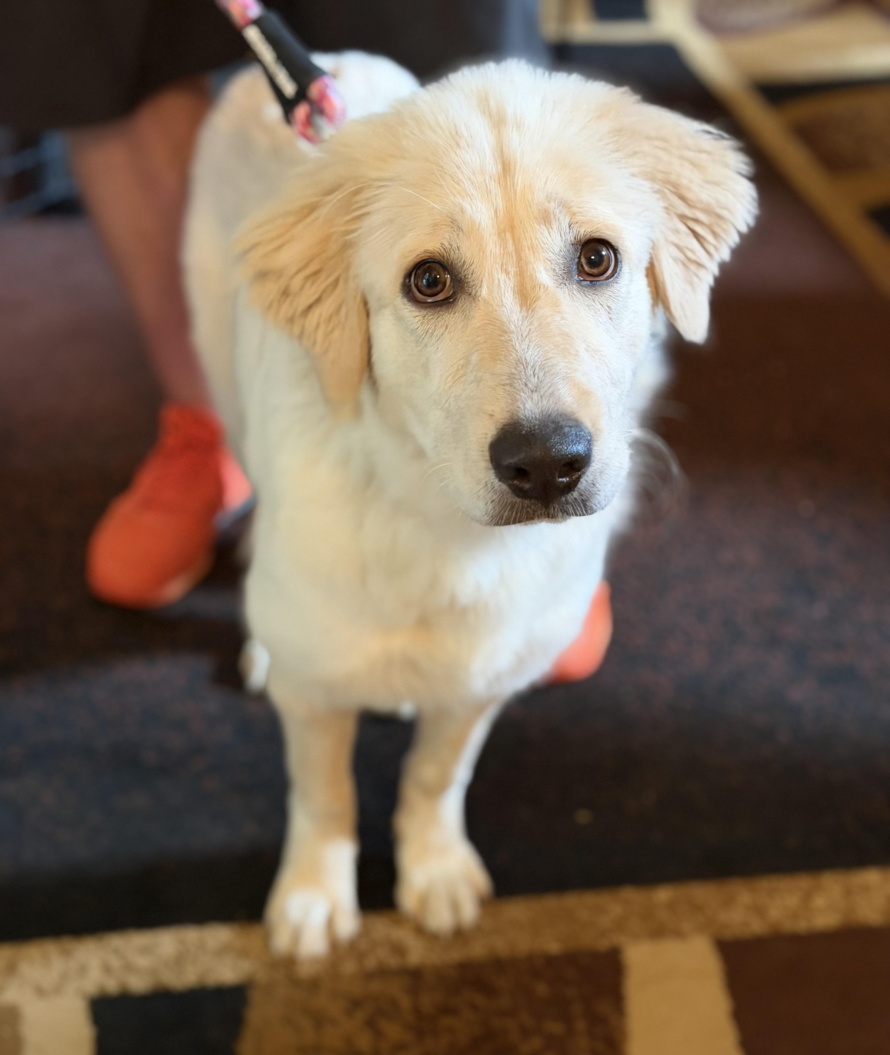 Enlarge Lucile, an adopted mixed breed in Atlanta, GA image 2/3