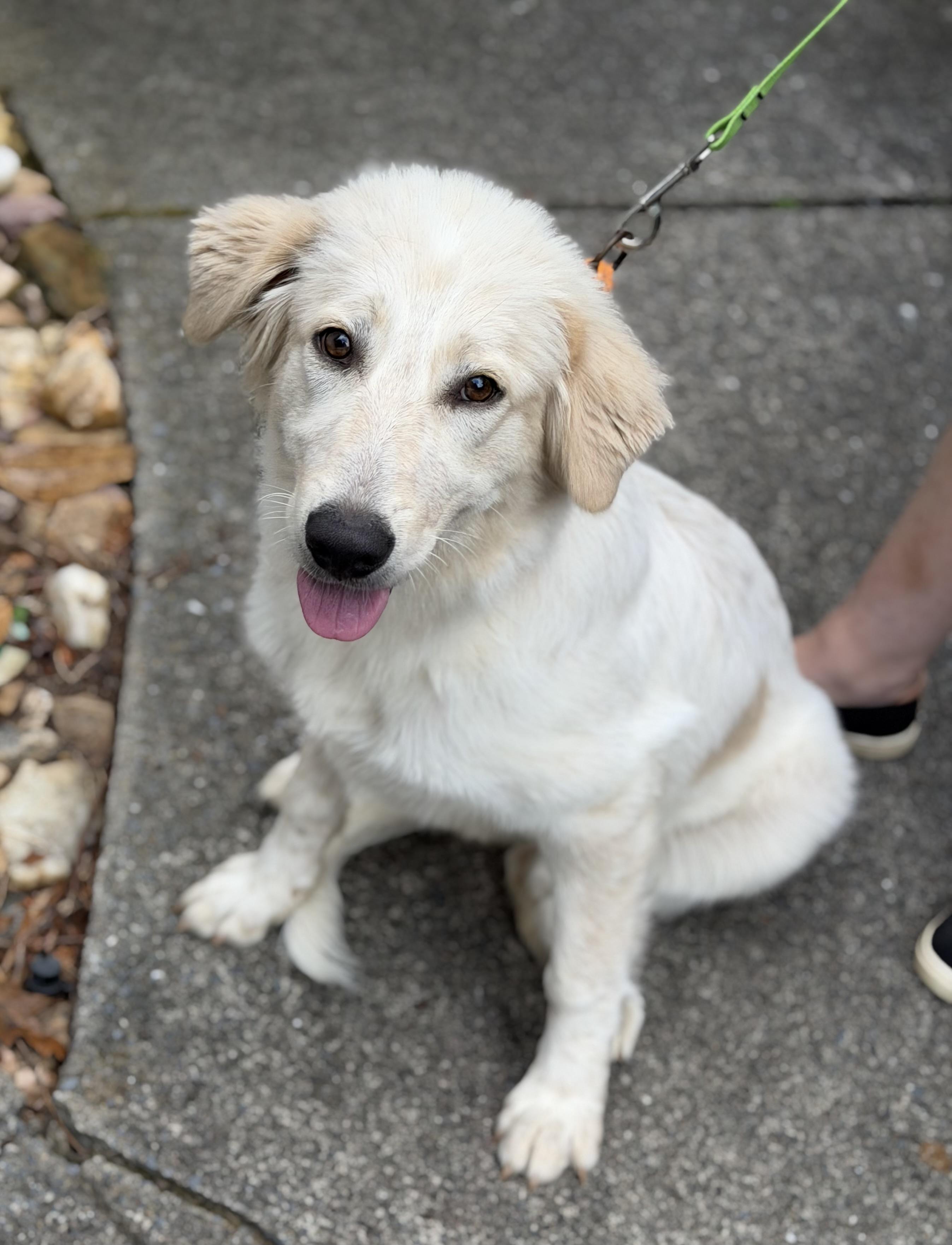 Enlarge Lucile, an adopted mixed breed in Atlanta, GA image 3/3