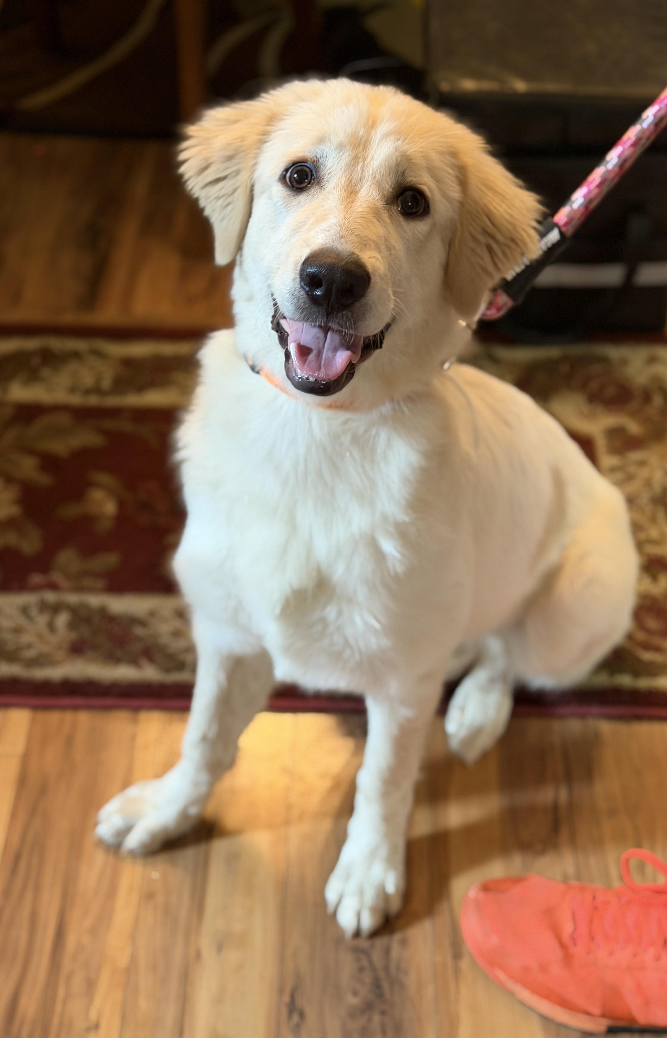 Enlarge Lucile, an adopted mixed breed in Atlanta, GA image 1/3