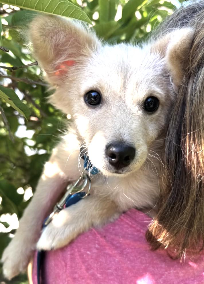 Enlarge Toulouse, an adopted mixed breed in Pasadena, CA image 4/6