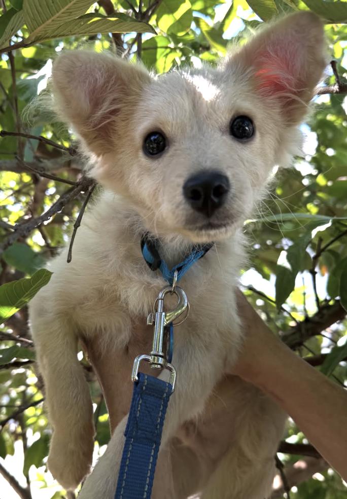 Enlarge Toulouse, an adopted mixed breed in Pasadena, CA image 3/6