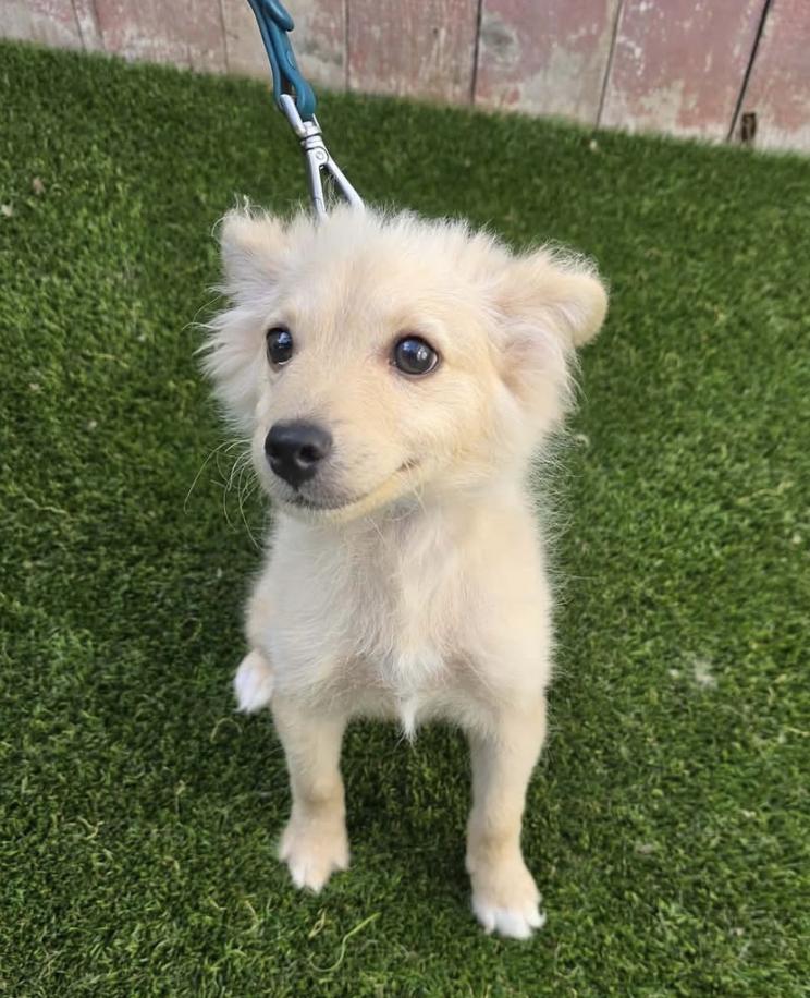 Enlarge Toulouse, an adopted mixed breed in Pasadena, CA image 5/6
