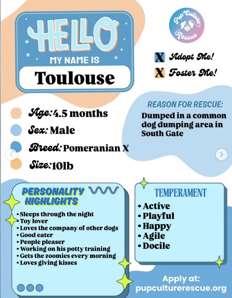 Enlarge Toulouse, an adopted mixed breed in Pasadena, CA image 2/6
