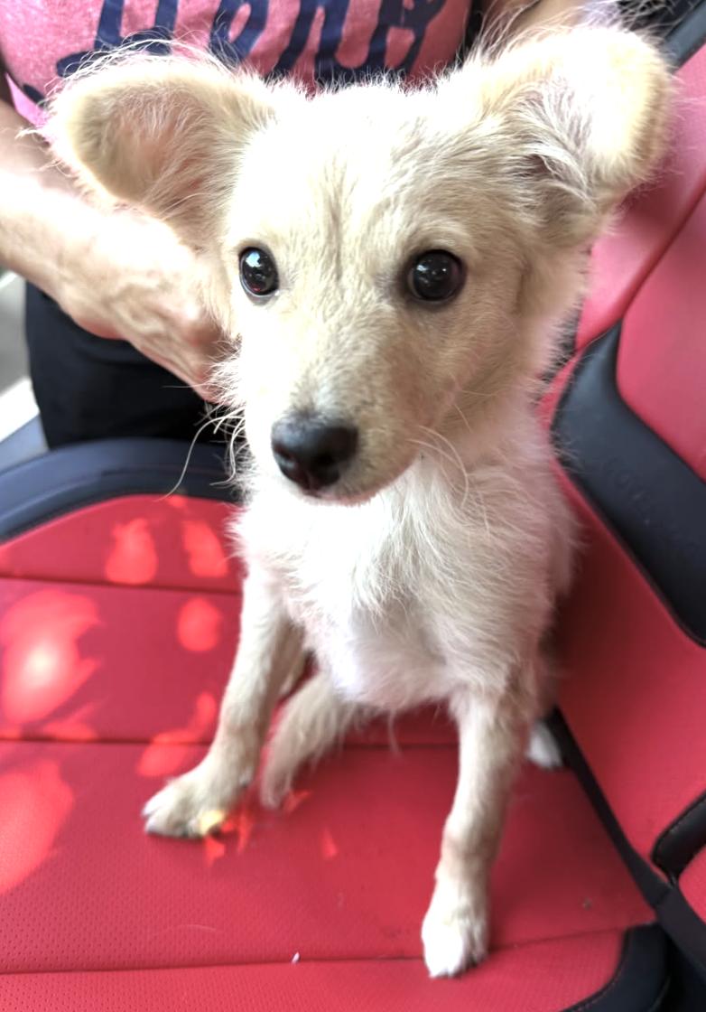 Toulouse, adopted, Puppy Male Pomeranian & Chihuahua.