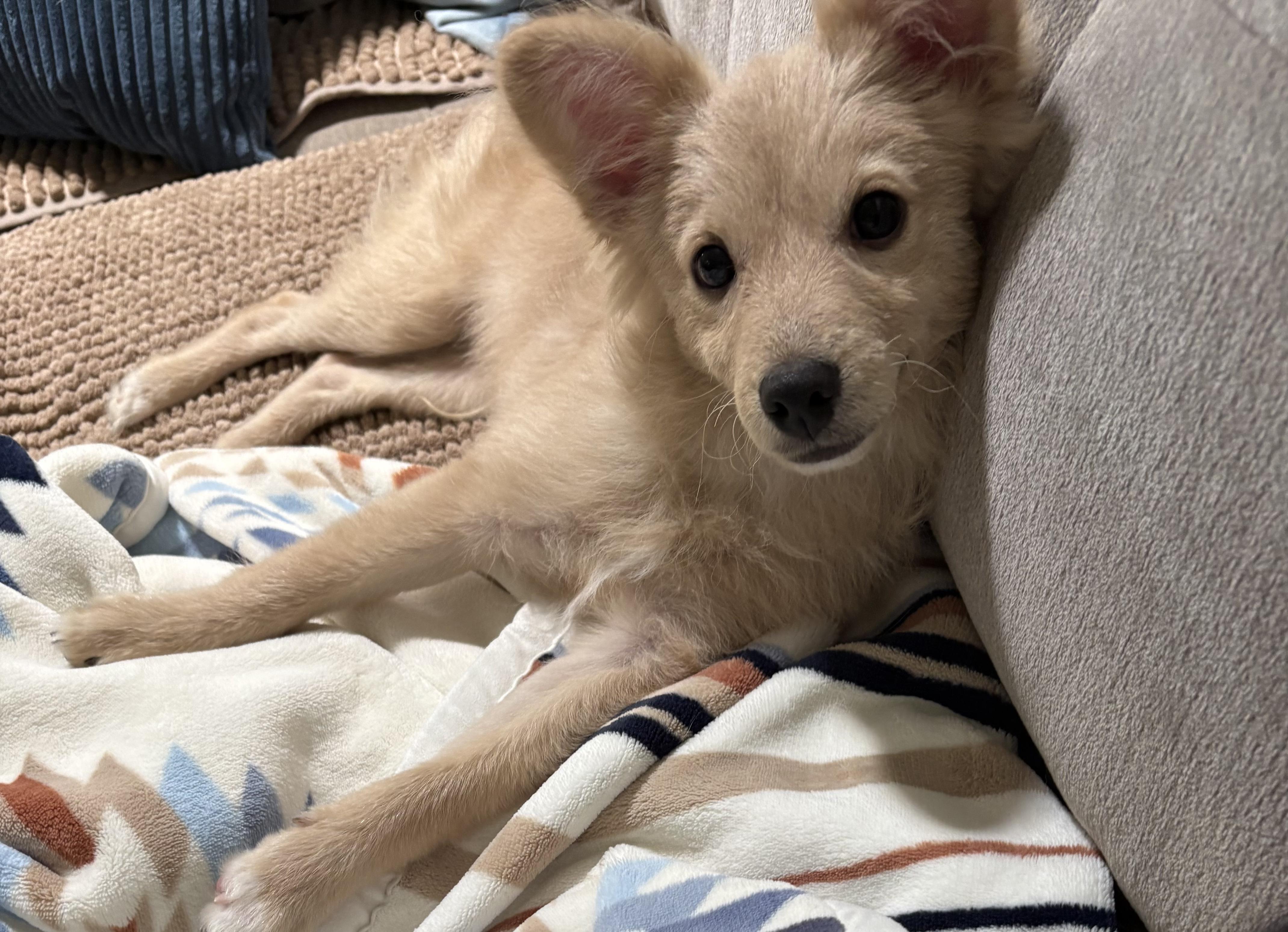 Enlarge Toulouse, an adopted mixed breed in Pasadena, CA image 6/6