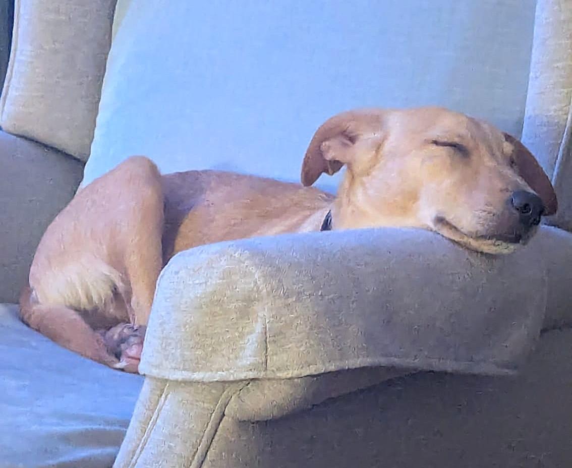 Enlarge Juan AKA Sugo (19 lbs), a ADOPTABLE Mixed Breed in Mississauga, ON image 6/6