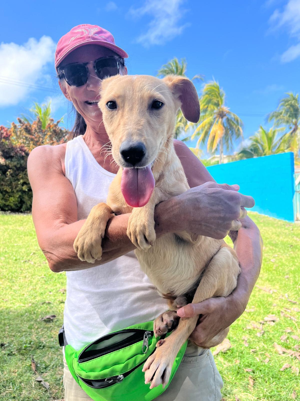 Juan AKA Sugo (19 lbs), ADOPTABLE, Puppy Male Mixed Breed.