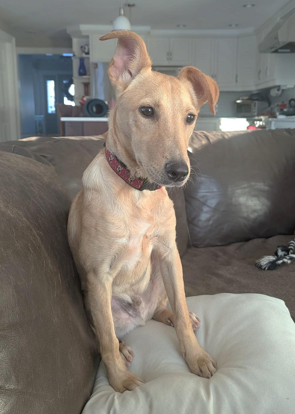 Enlarge Juan AKA Sugo (19 lbs), a ADOPTABLE Mixed Breed in Mississauga, ON image 5/6