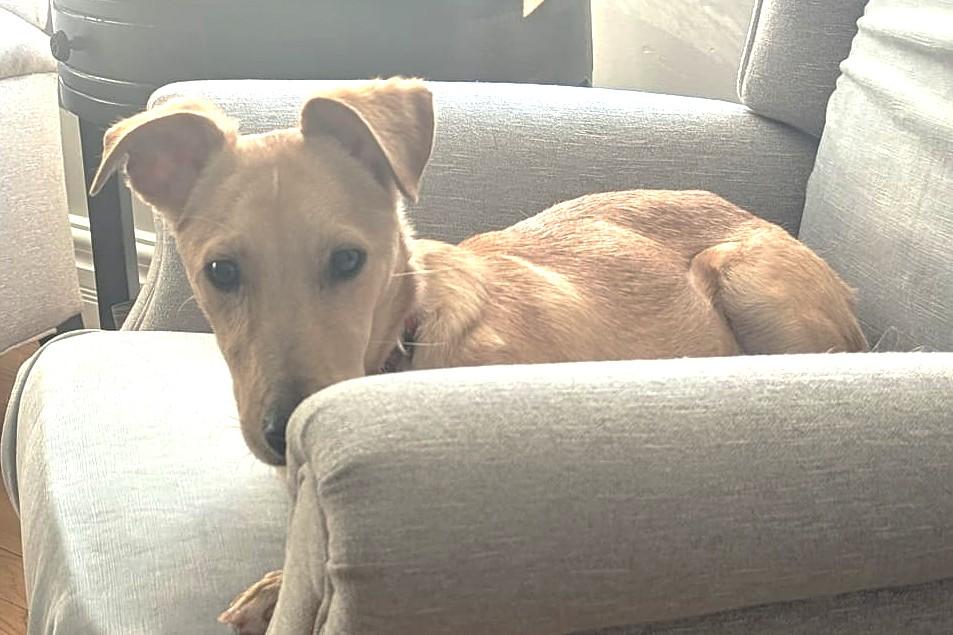 Enlarge Juan AKA Sugo (19 lbs), a ADOPTABLE Mixed Breed in Mississauga, ON image 4/6