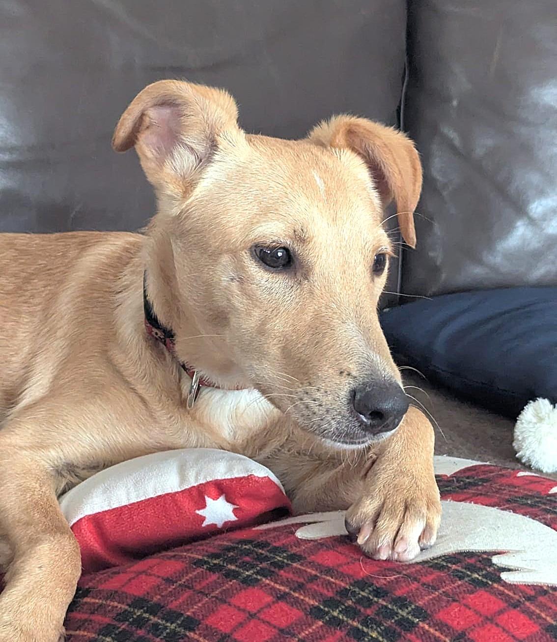 Enlarge Juan AKA Sugo (19 lbs), a ADOPTABLE Mixed Breed in Mississauga, ON image 3/6