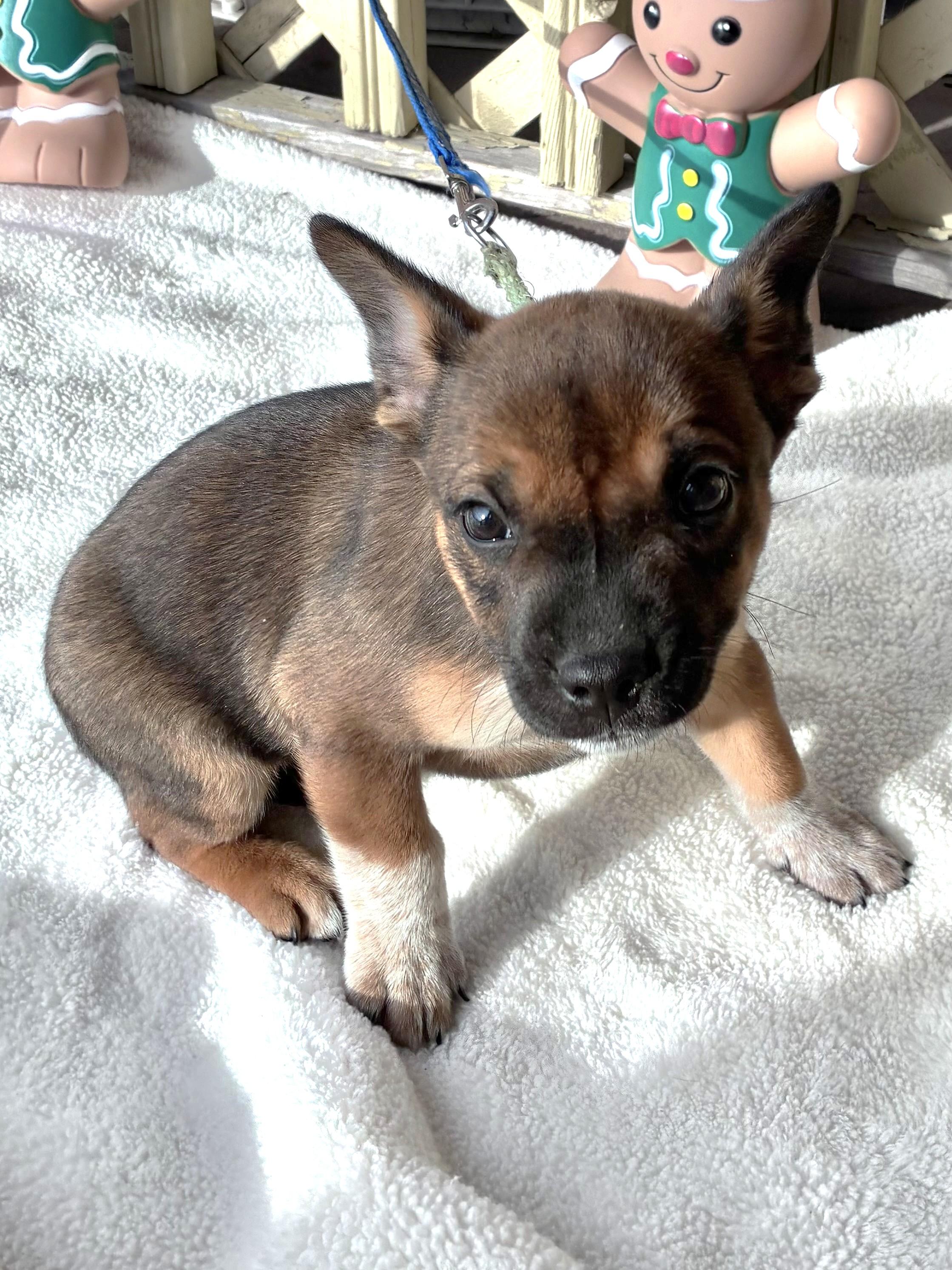 Dyllis, adopted, Puppy Female Cattle Dog.