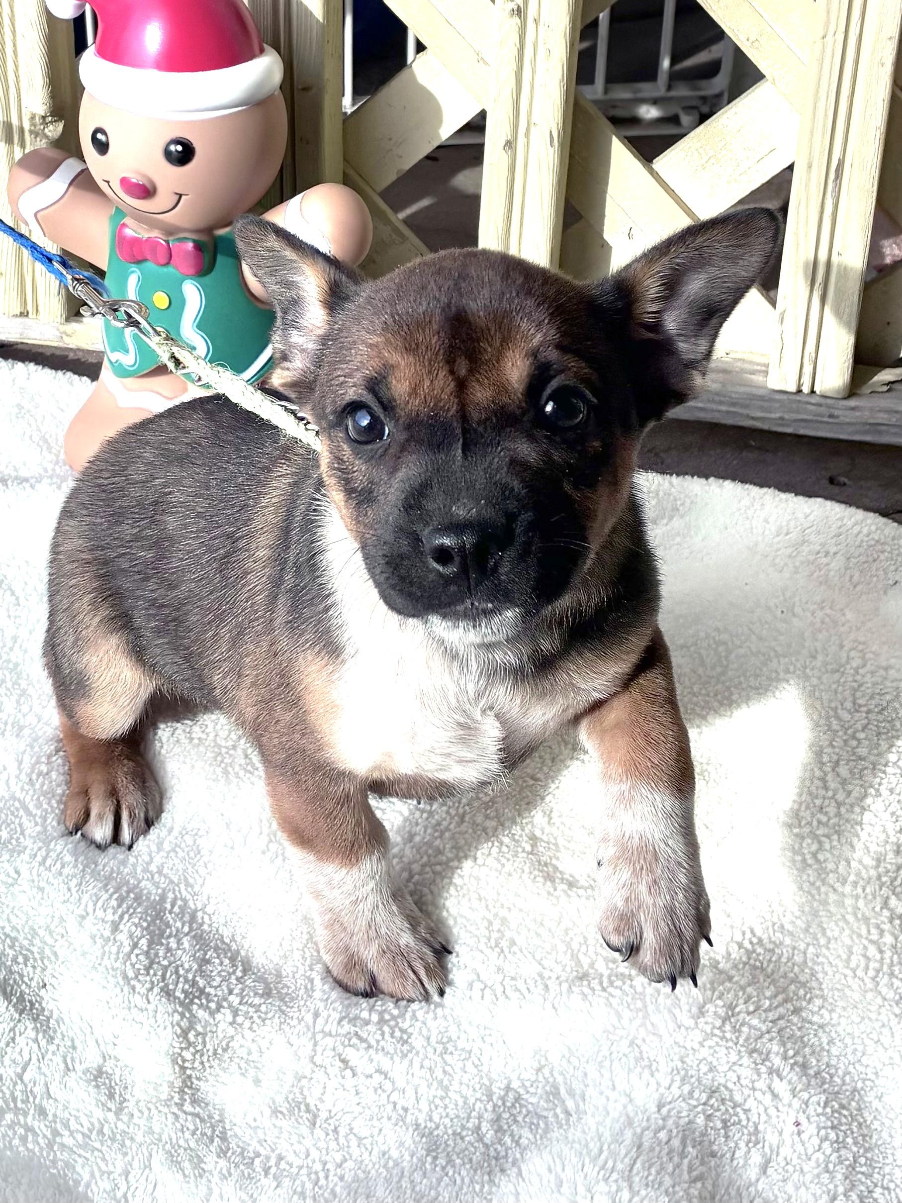 Dyllis, Adoptable, Puppy Female Cattle Dog.