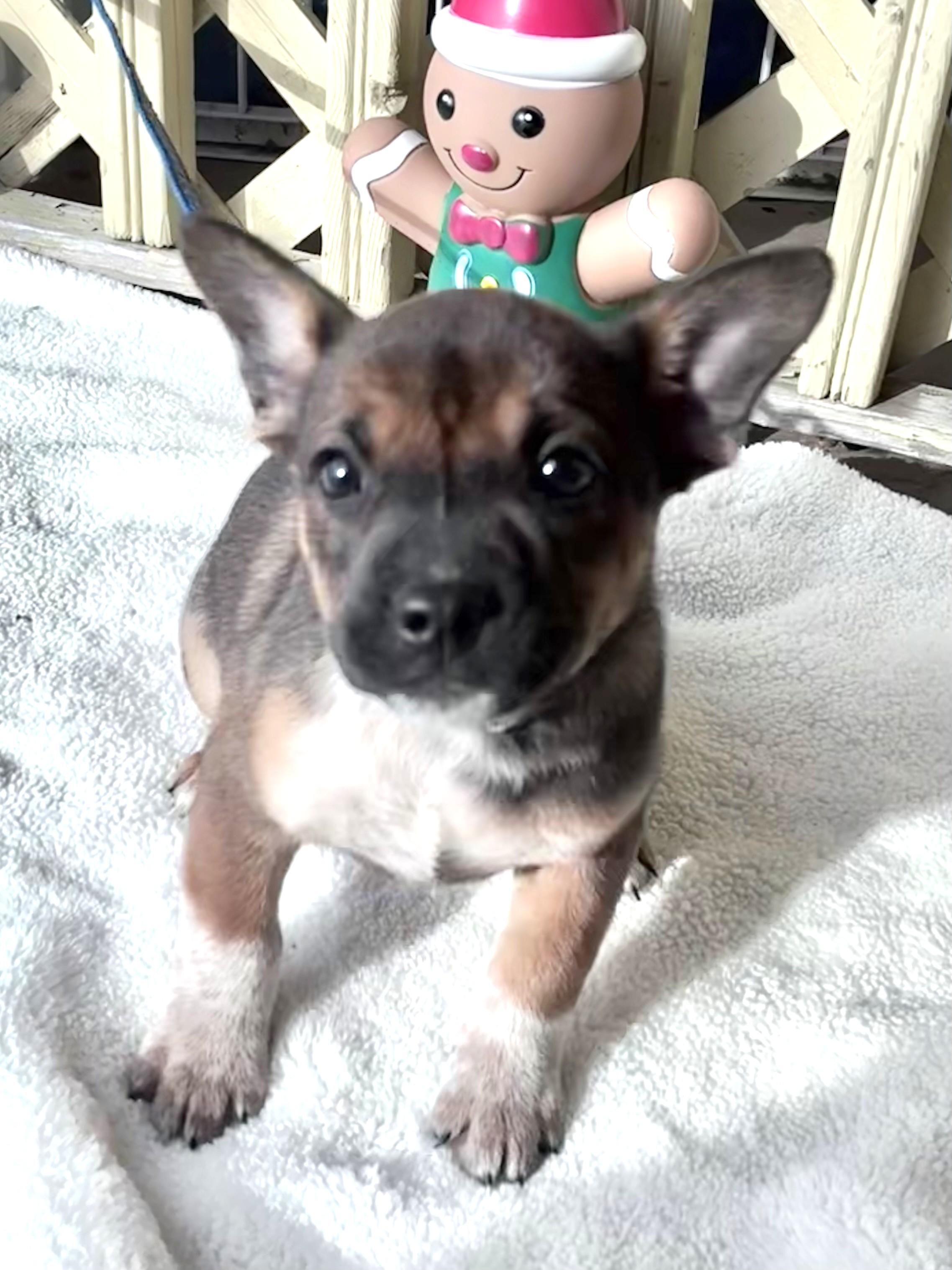 Enlarge Dyllis, a Adoptable mixed breed in West Chicago, IL image 4/4