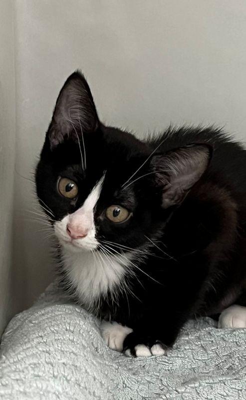 Bertha, Adopted, Young Female Domestic Short Hair.