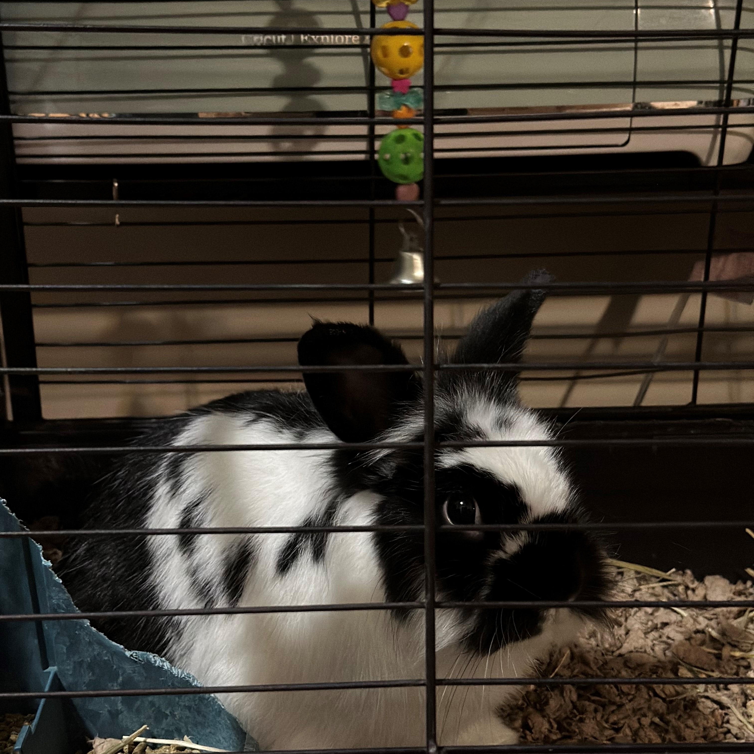 zzCOURTESY LISTING for Piano, a Adoptable mixed breed in New Rochelle, NY image 2/2