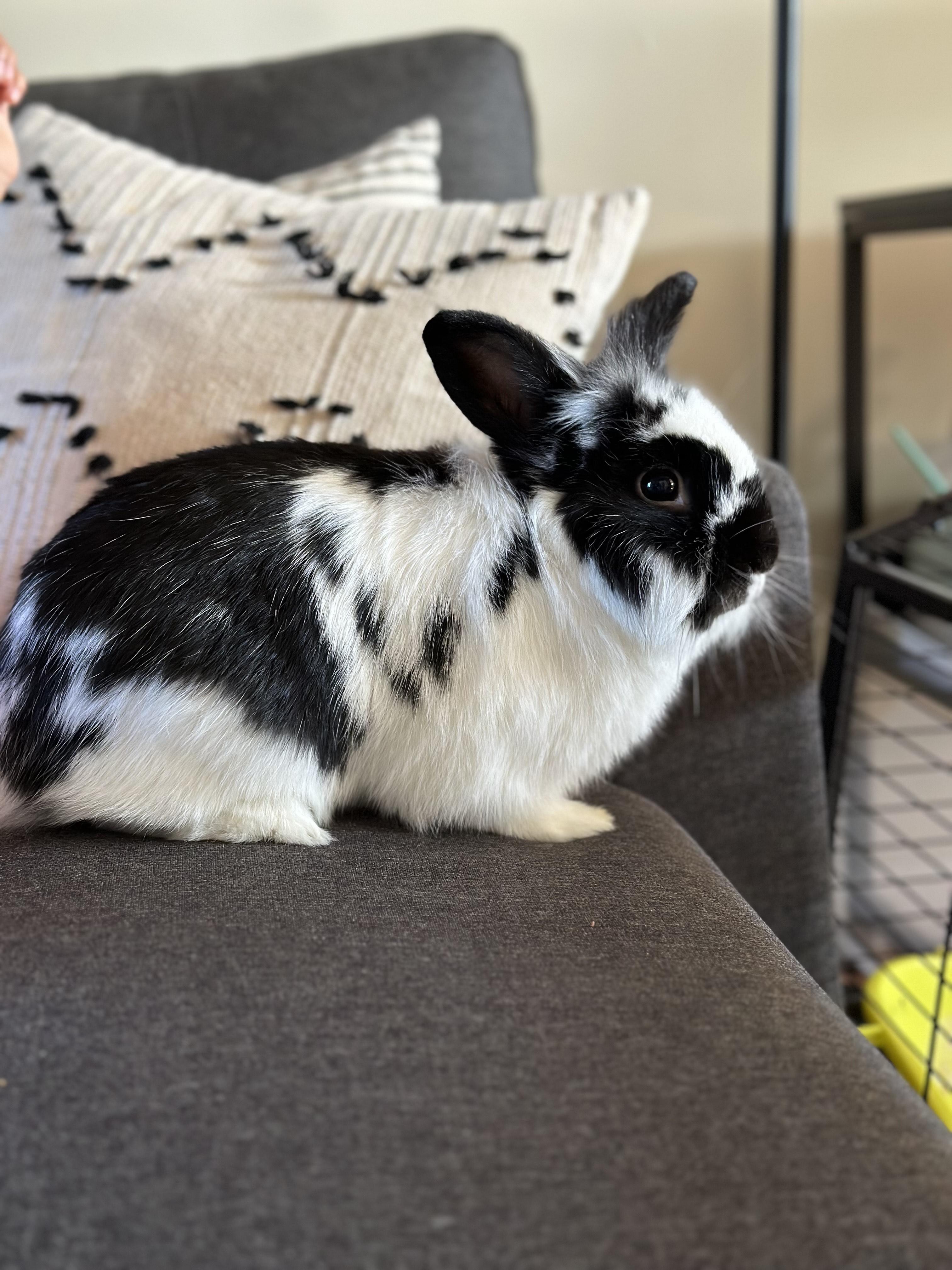 zzCOURTESY LISTING for Piano, Adoptable, Adult Male American.