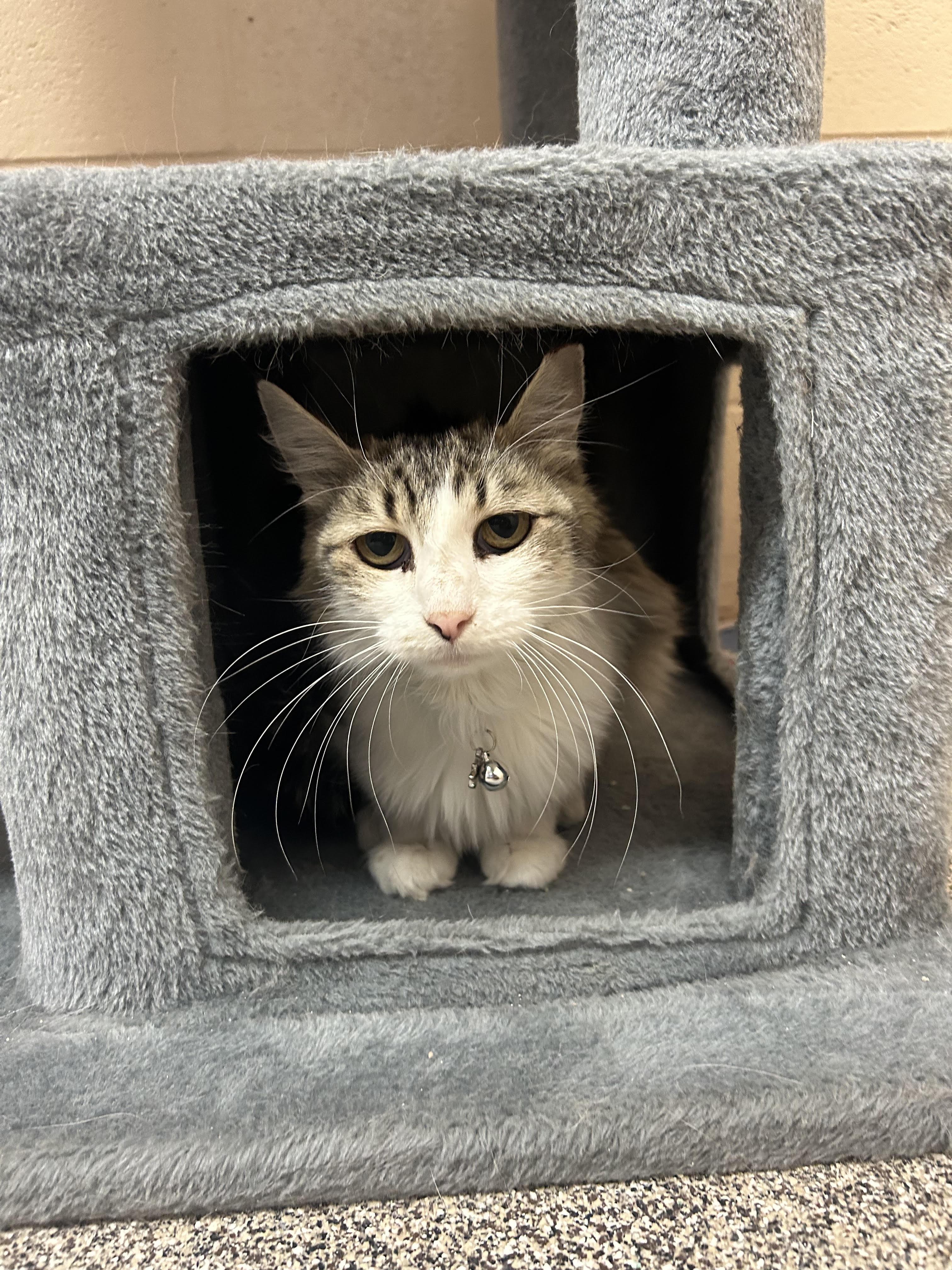 Missy, adopted, Adult Female Domestic Medium Hair.