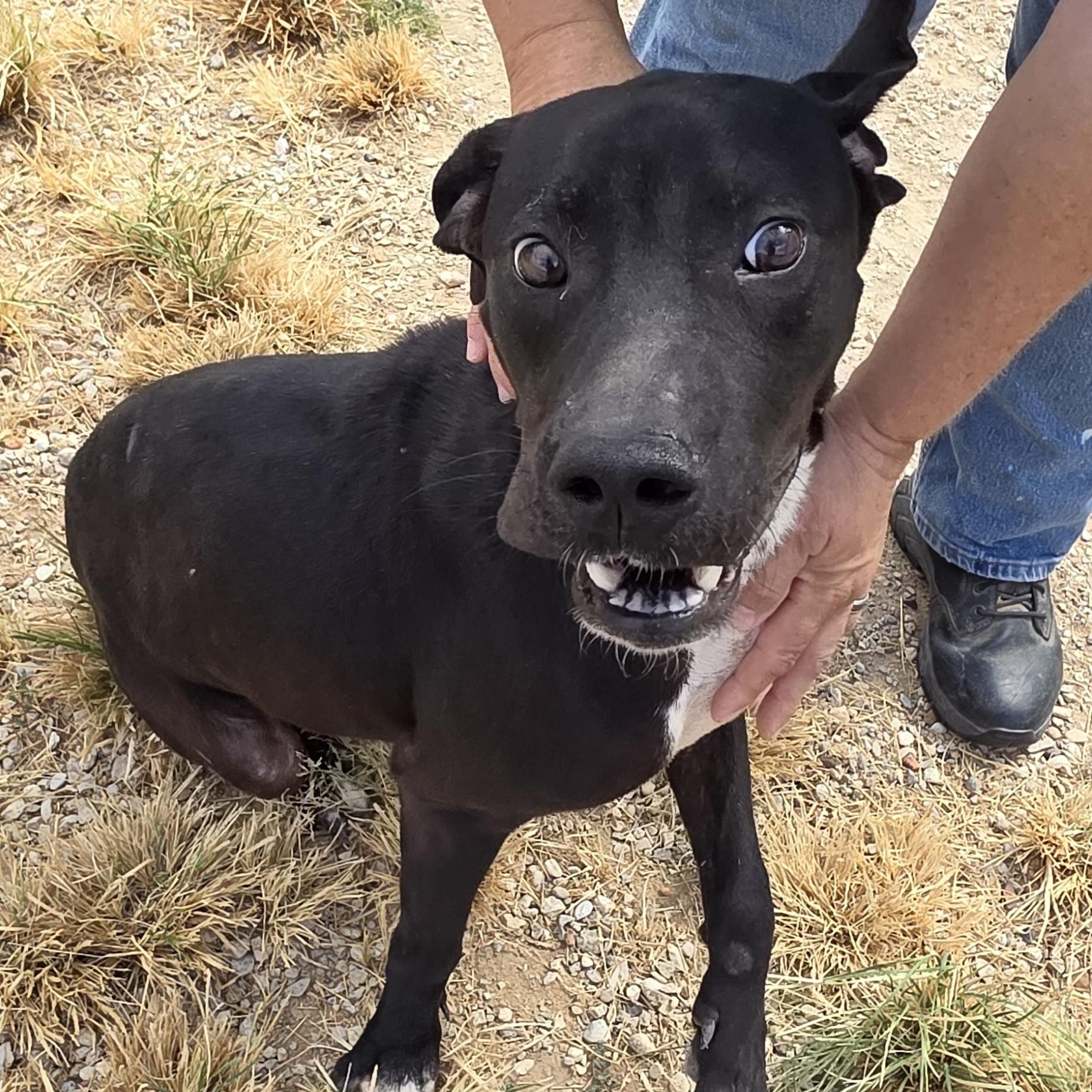 Blackjack, Adoptable, Adult Male Black Labrador Retriever.