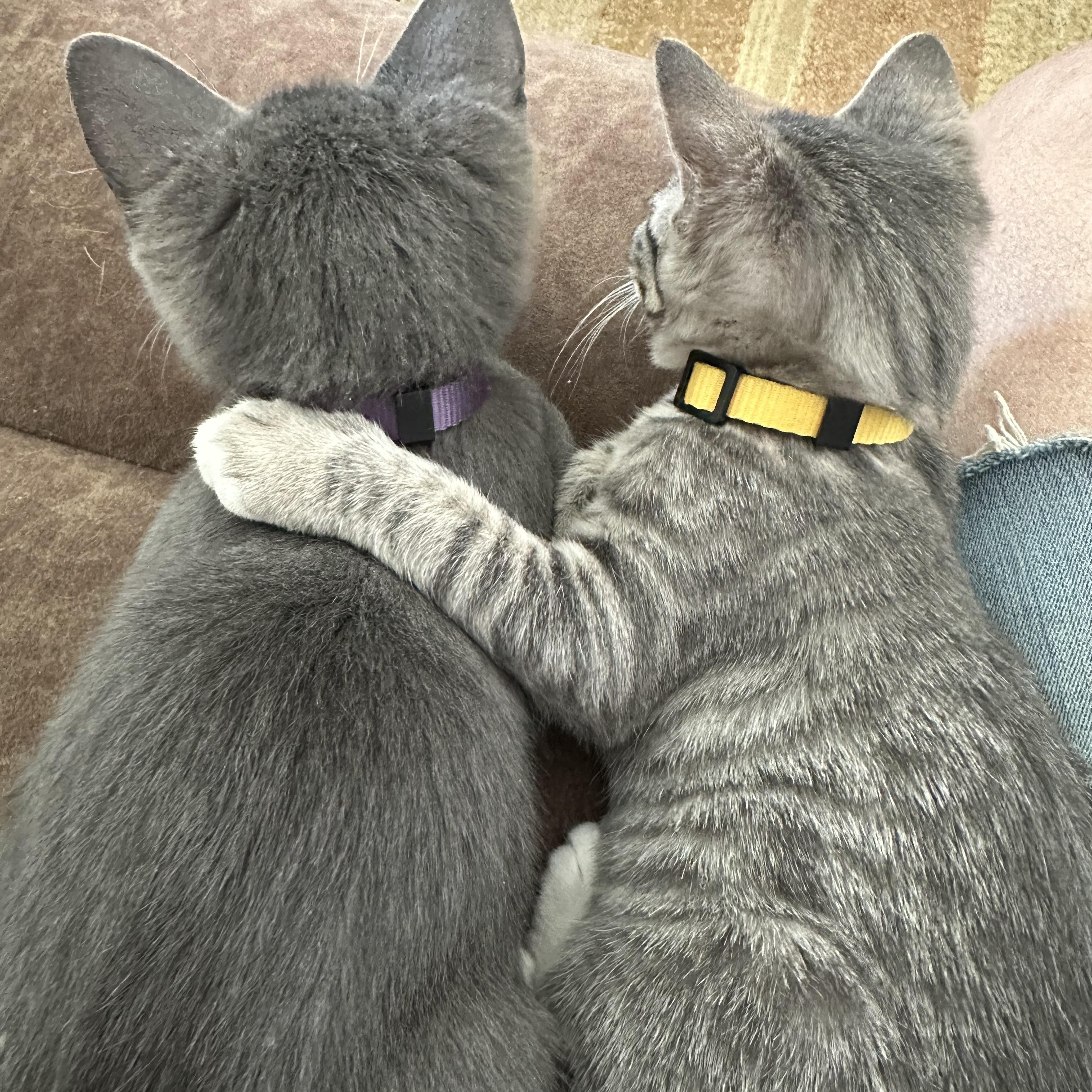 MOJITO, a Adoptable Domestic Short Hair in Joshua Tree, CA image 3/3