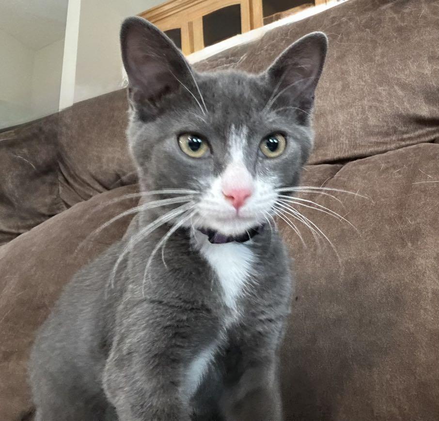 MOJITO, Adoptable, Kitten Female Domestic Short Hair.