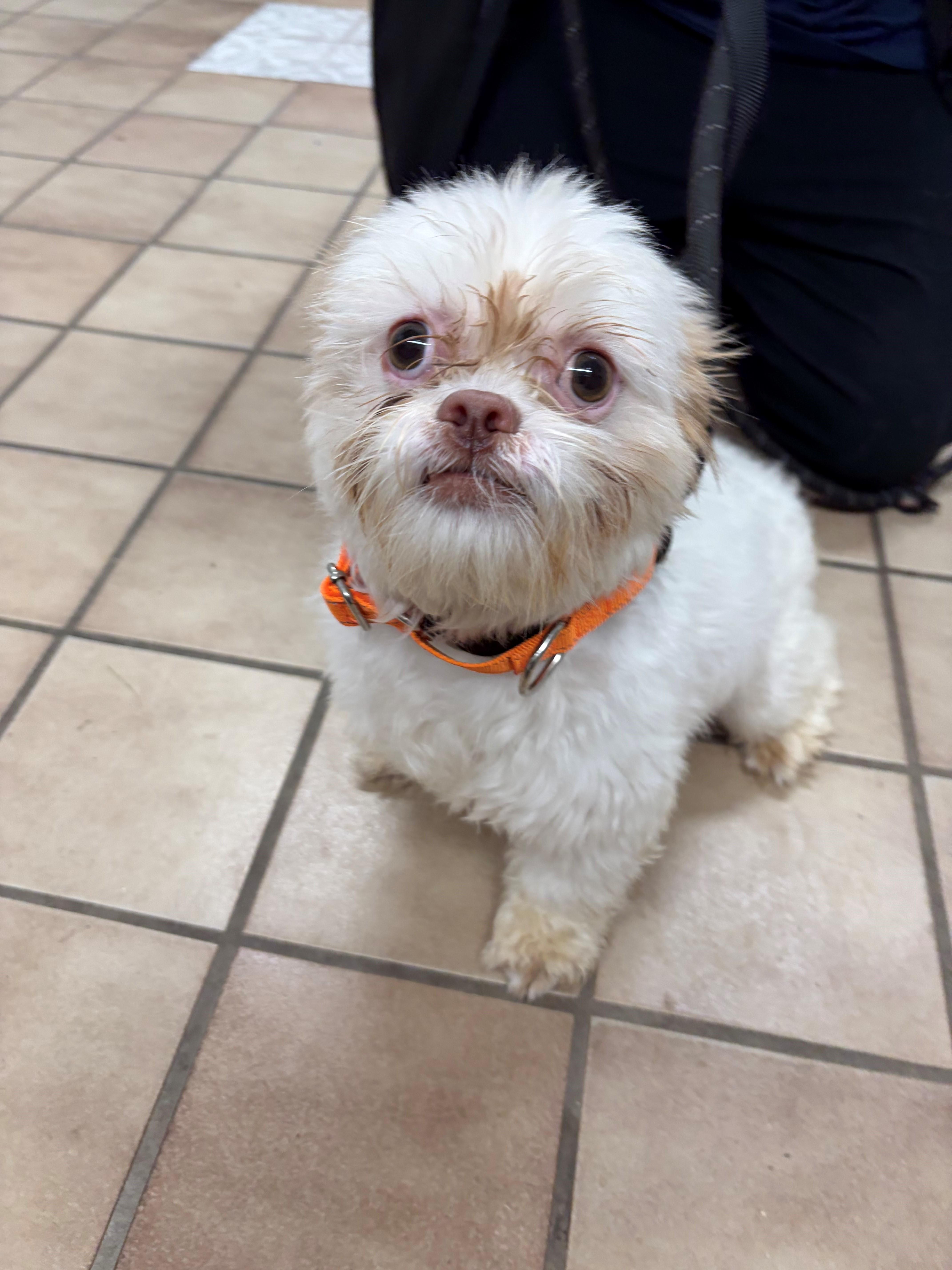 Theo, Adoptable, Adult Male Shih Tzu.