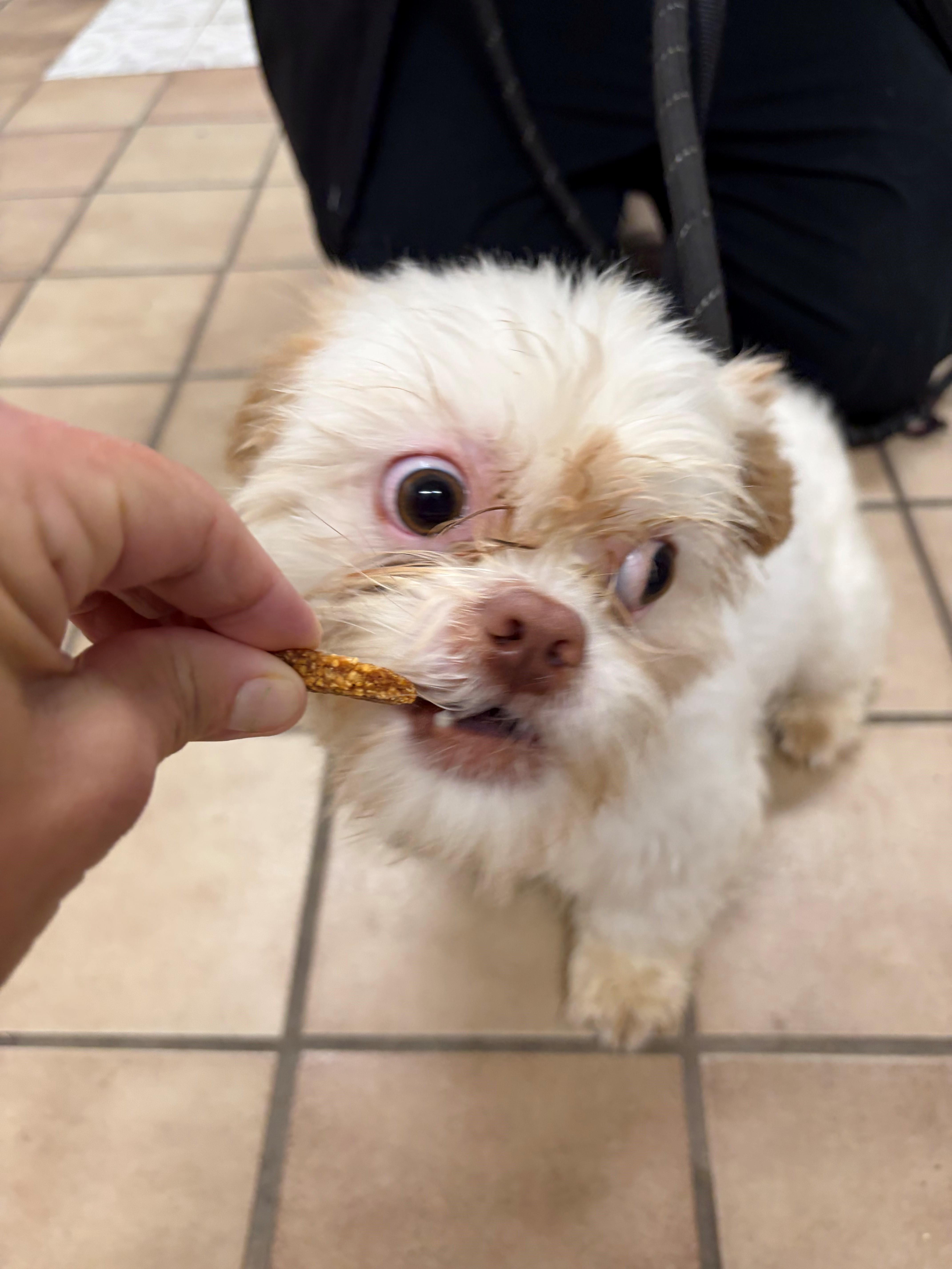 Enlarge Theo, a Adoptable Shih Tzu in Edison, NJ image 2/2