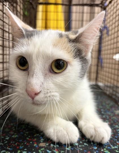 Sweater, Adoptable, Young Female Domestic Short Hair & Domestic Short Hair.