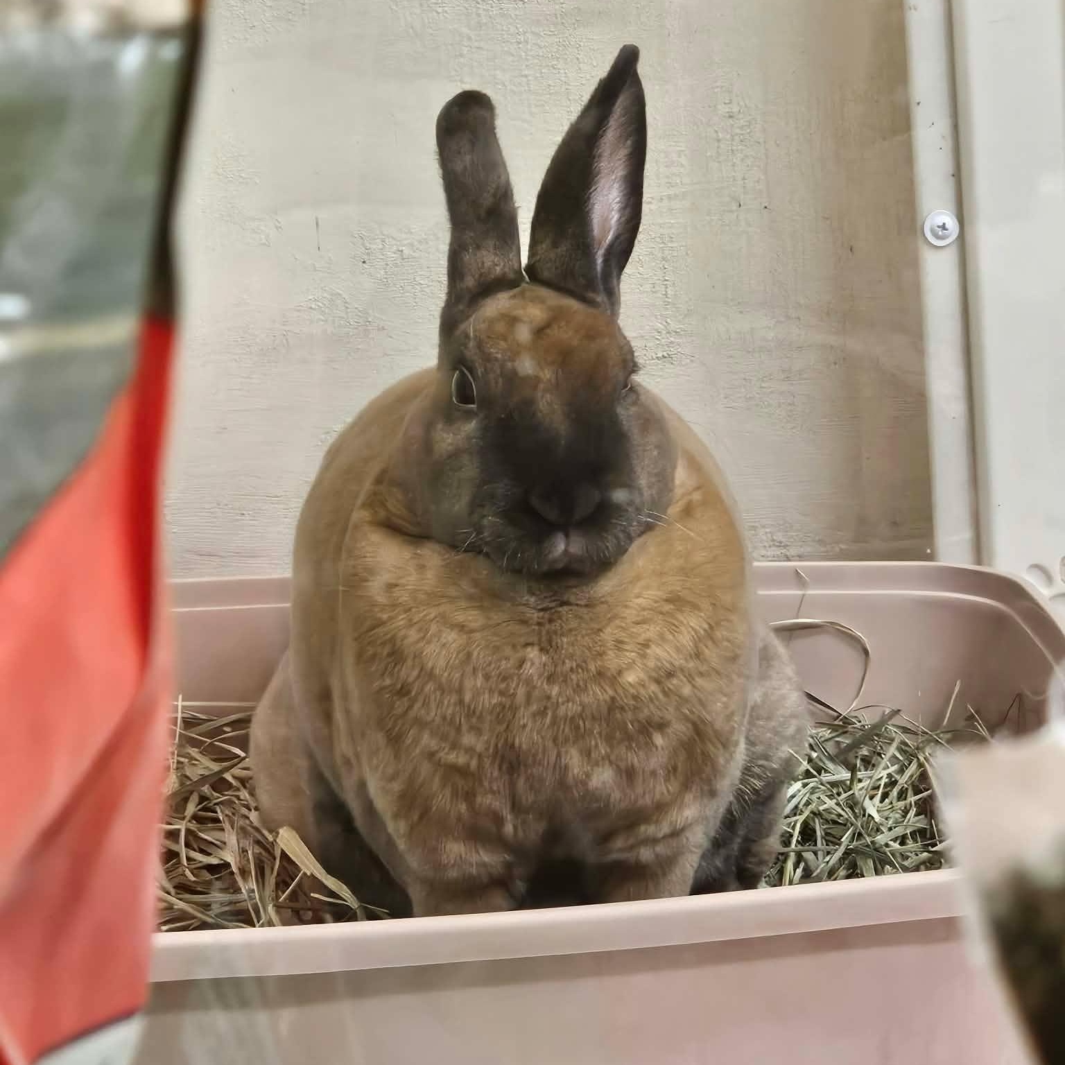 Enlarge Chicken, a Adoptable Mini Rex in wichita, KS image 3/3