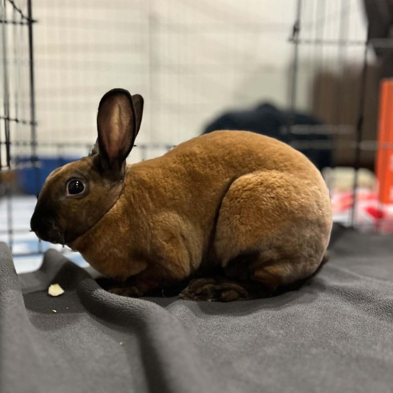 Chicken, Adoptable, Adult Female Mini Rex.