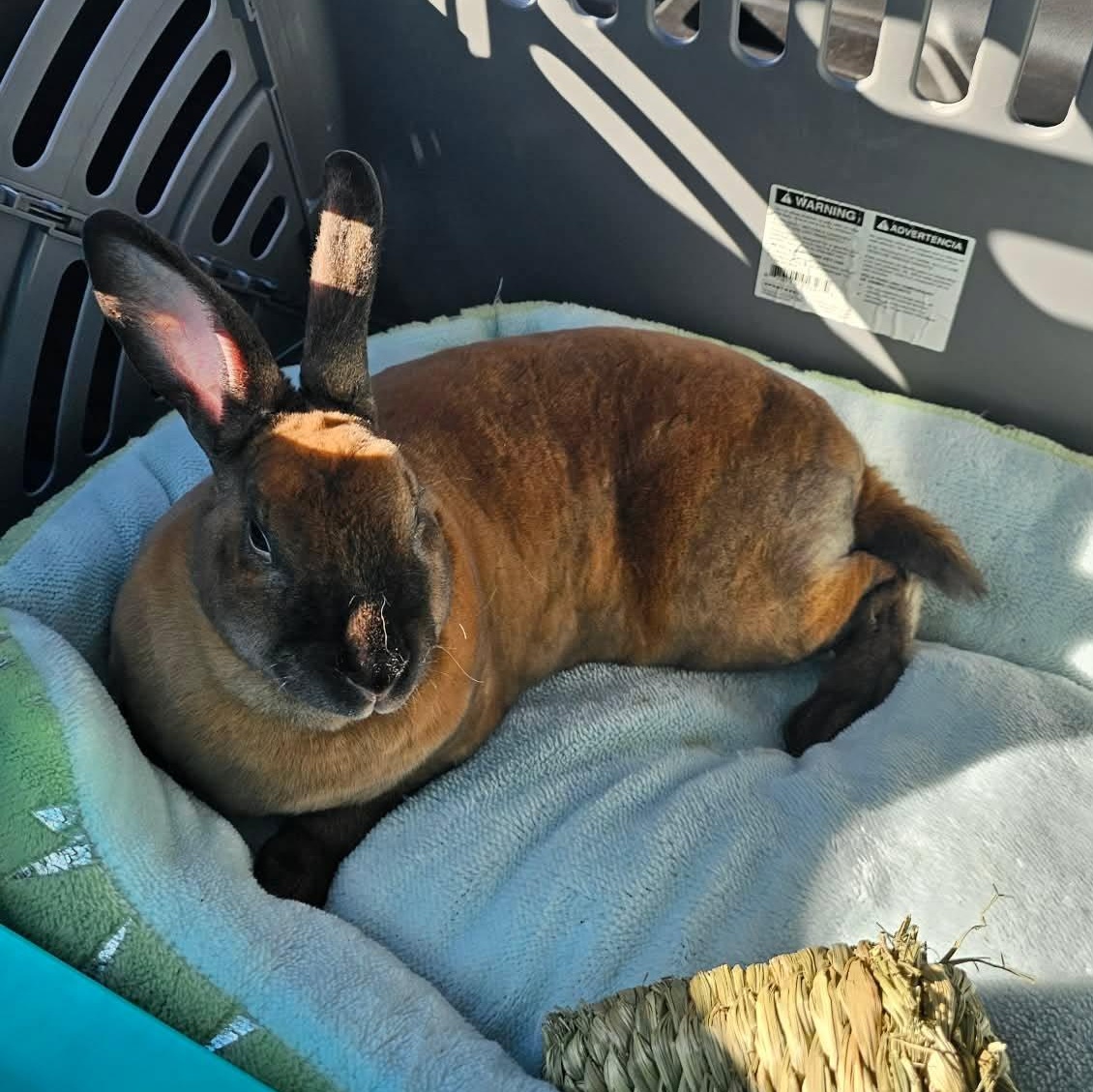 Enlarge Chicken, a Adoptable Mini Rex in wichita, KS image 2/3