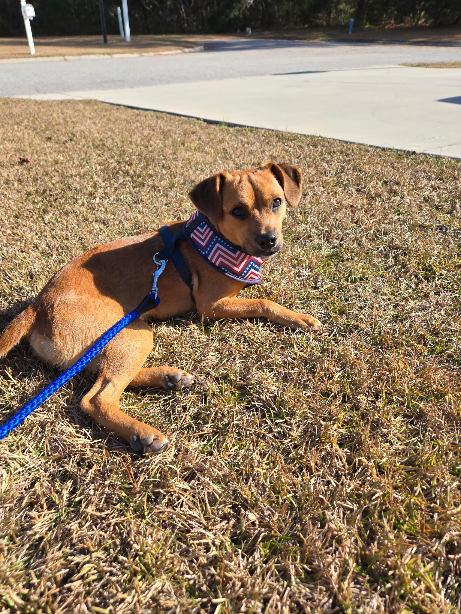 Enlarge Rudy , a ADOPTABLE mixed breed in MYRTLE BEACH, SC image 1/1