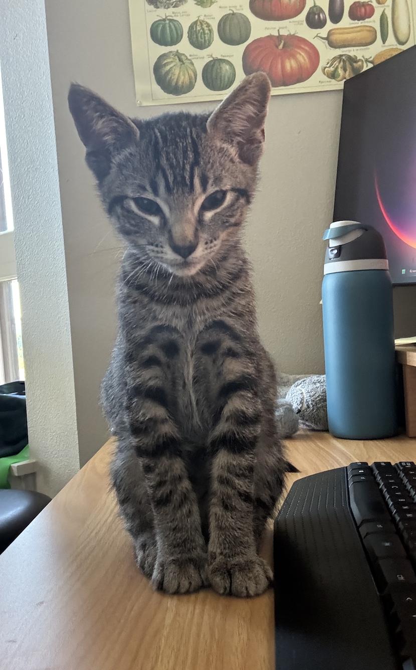 Kane - AUGUST ADOPTION SPECIAL