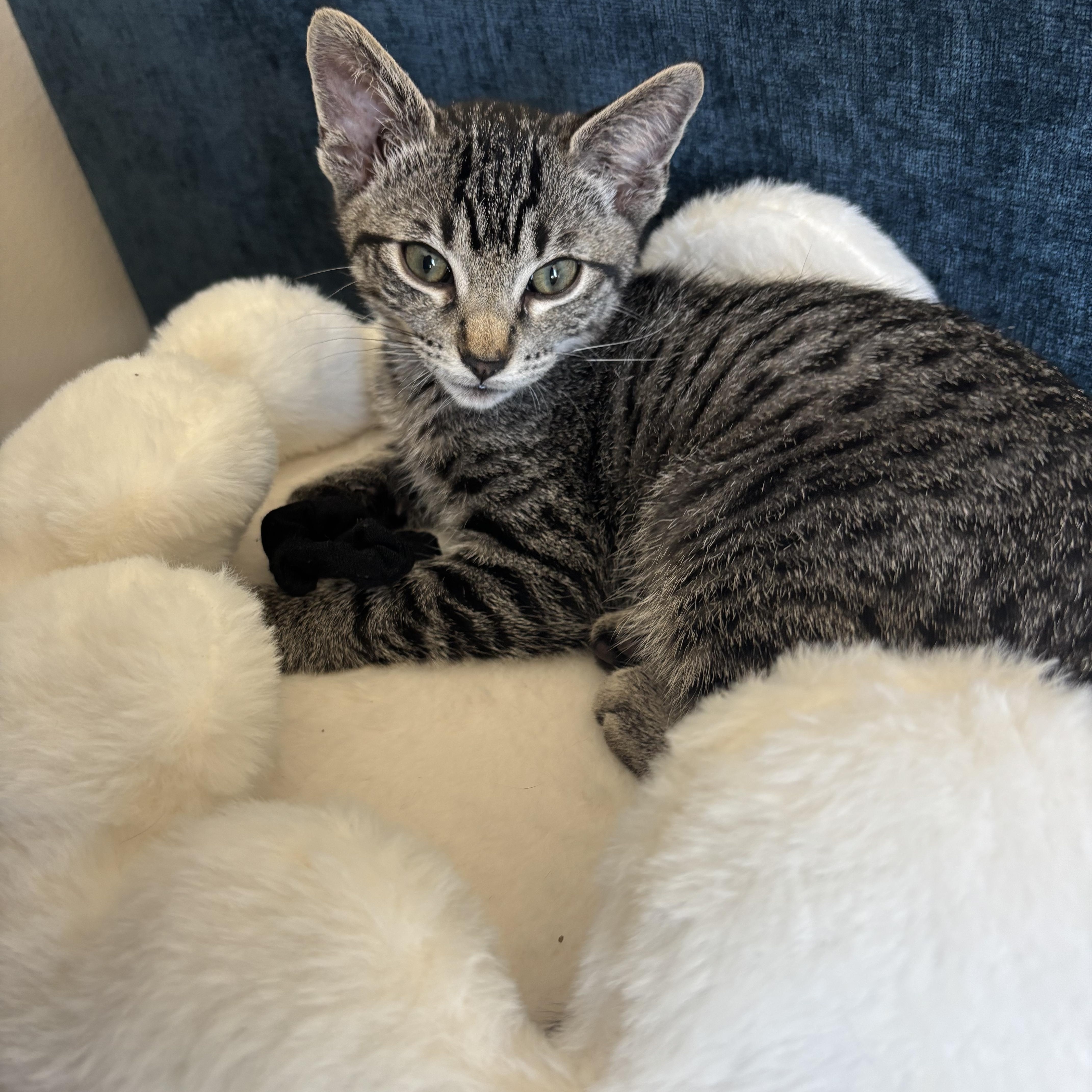 Kane - AUGUST ADOPTION SPECIAL