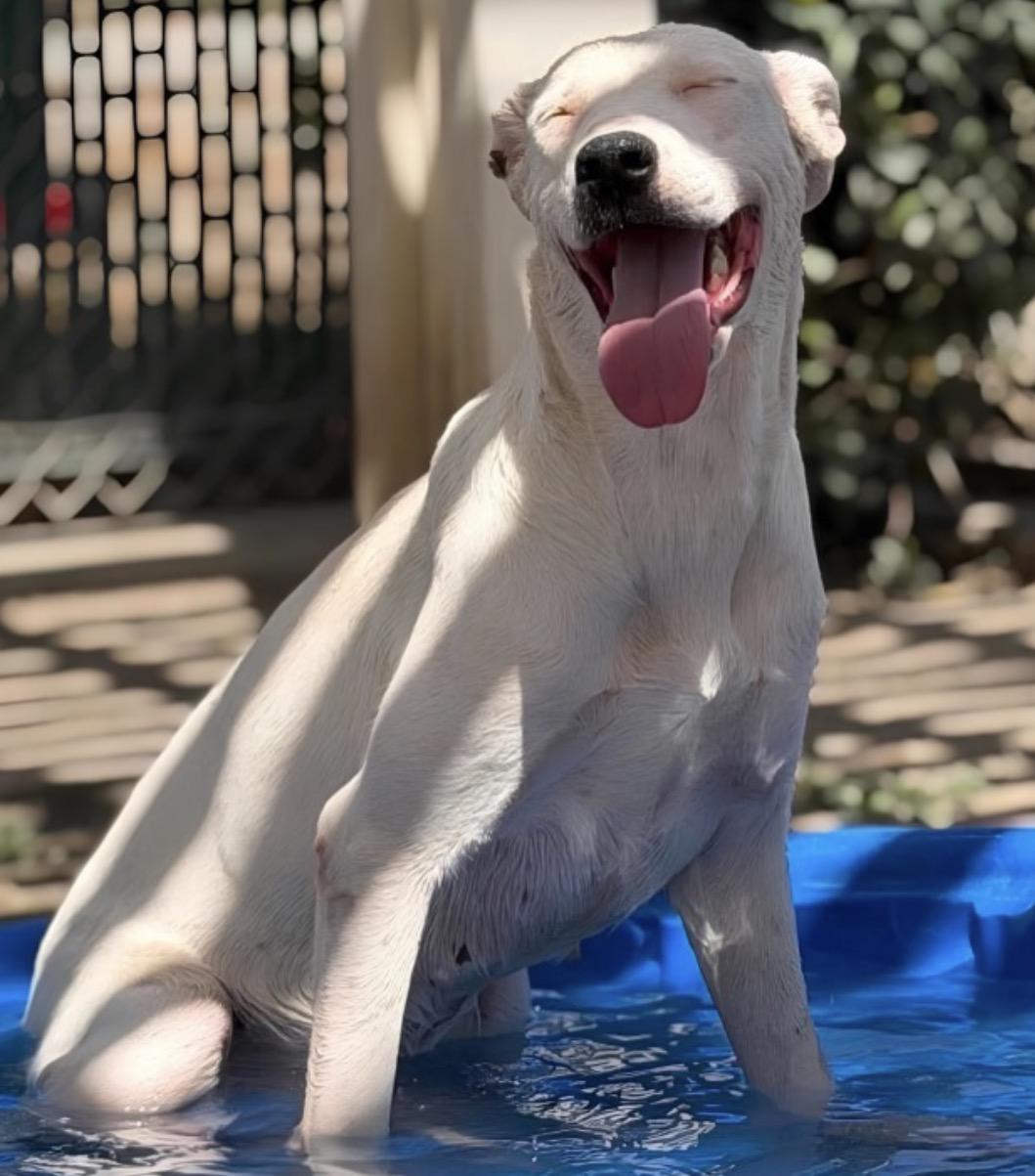 Enlarge Samuela, a Adoptable mixed breed in Encinitas, CA image 2/2
