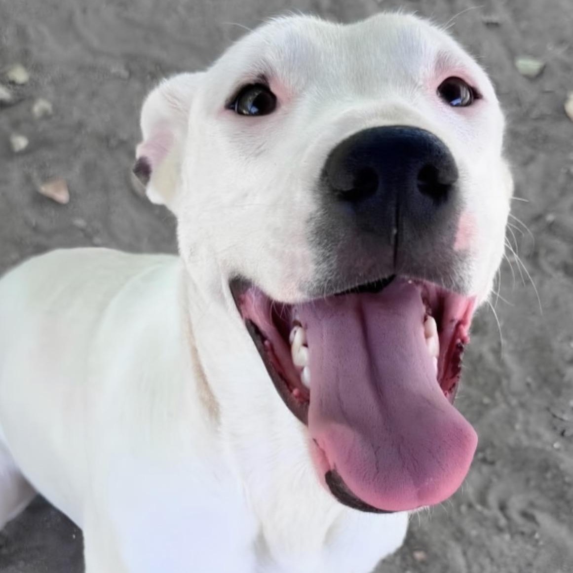 Samuela, Adoptable, Puppy Female Labrador Retriever.