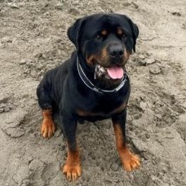 Ozzie, a Adoptable Rottweiler in Redmond, WA image 1/6