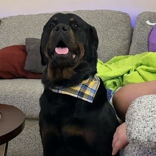 Ozzie, a Adoptable Rottweiler in Redmond, WA image 6/6