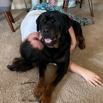 Ozzie, a Adoptable Rottweiler in Redmond, WA image 5/6