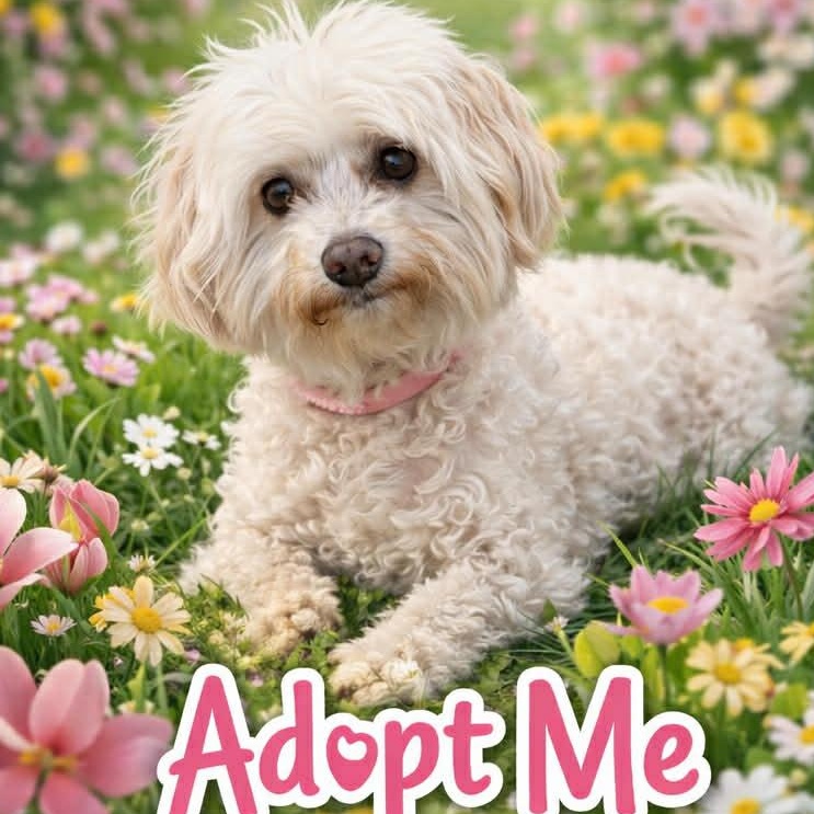 GIGI, adopted, Adult Female Poodle & Maltese.