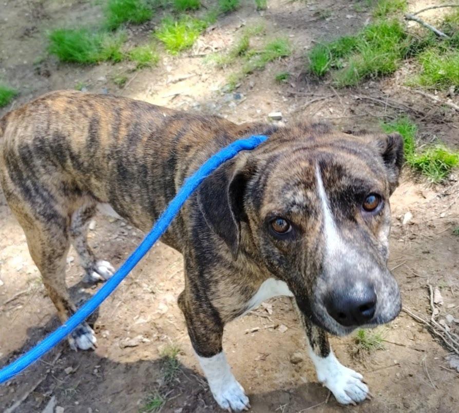 Kuzco, Adoptable, Adult Male Hound.