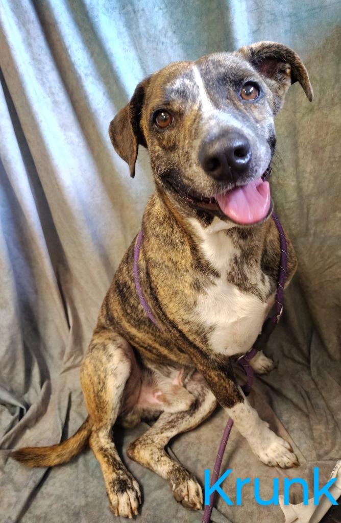 Enlarge Kuzco, a Adopted Hound in Mena, AR image 1/2