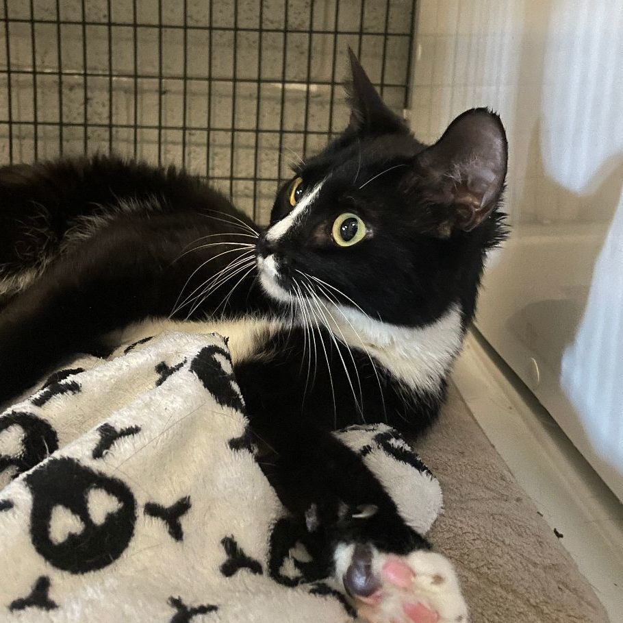 Enlarge Matilda, a Adoptable Domestic Short Hair in Mendham, NJ image 1/6