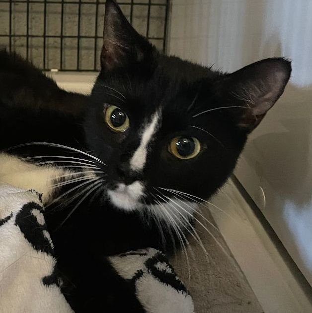 Enlarge Matilda, a Adoptable Domestic Short Hair in Mendham, NJ image 2/6