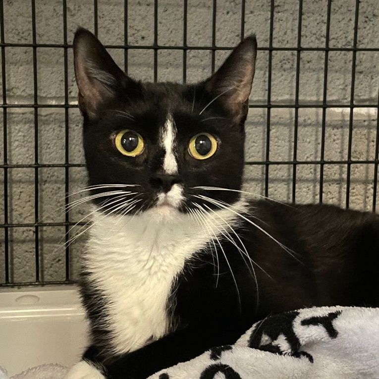 Enlarge Matilda, a Adoptable Domestic Short Hair in Mendham, NJ image 3/6