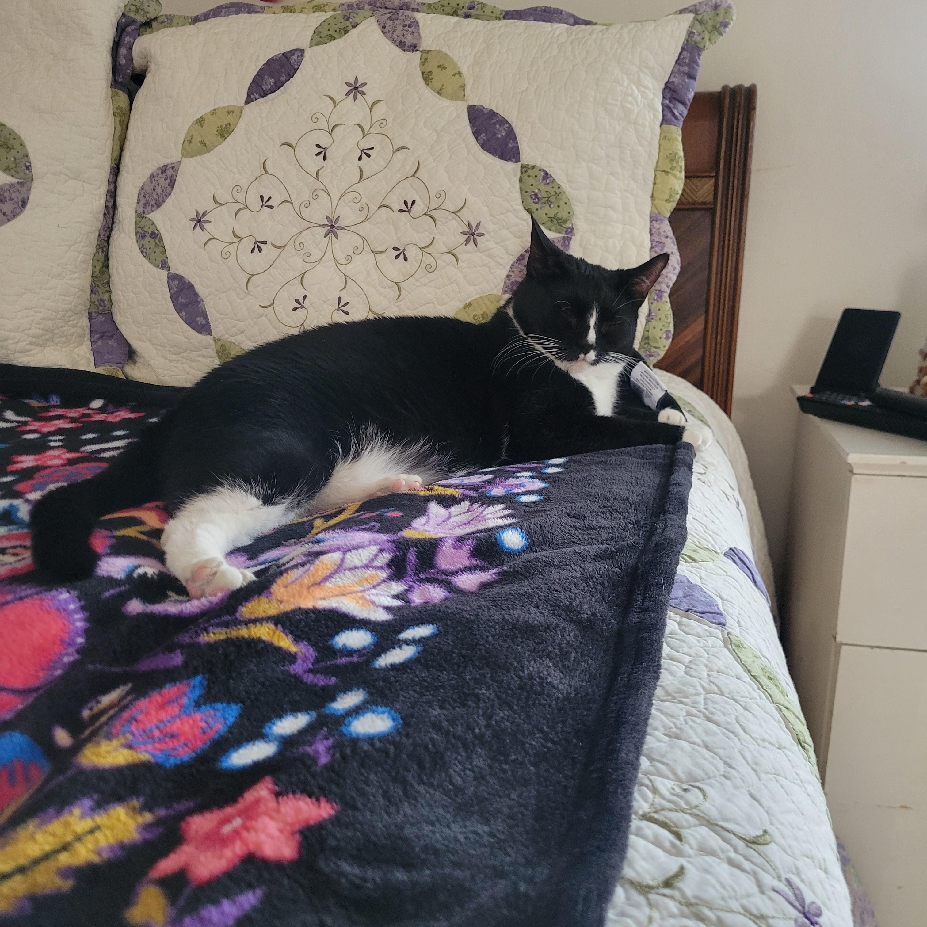 Enlarge Matilda, a Adoptable Domestic Short Hair in Mendham, NJ image 2/6