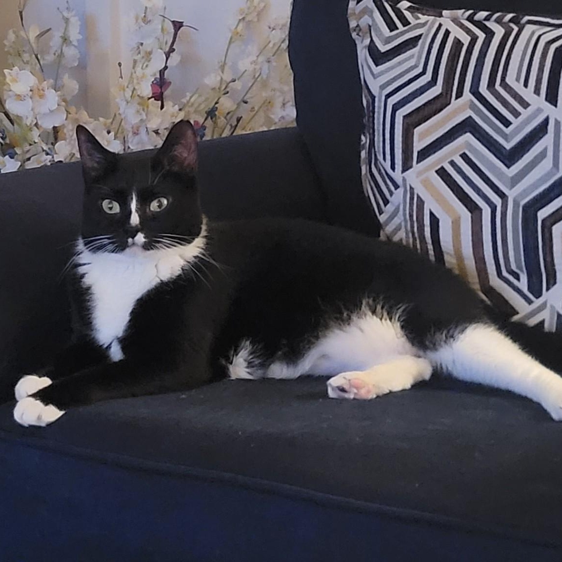 Matilda, Adoptable, Adult Female Domestic Short Hair.