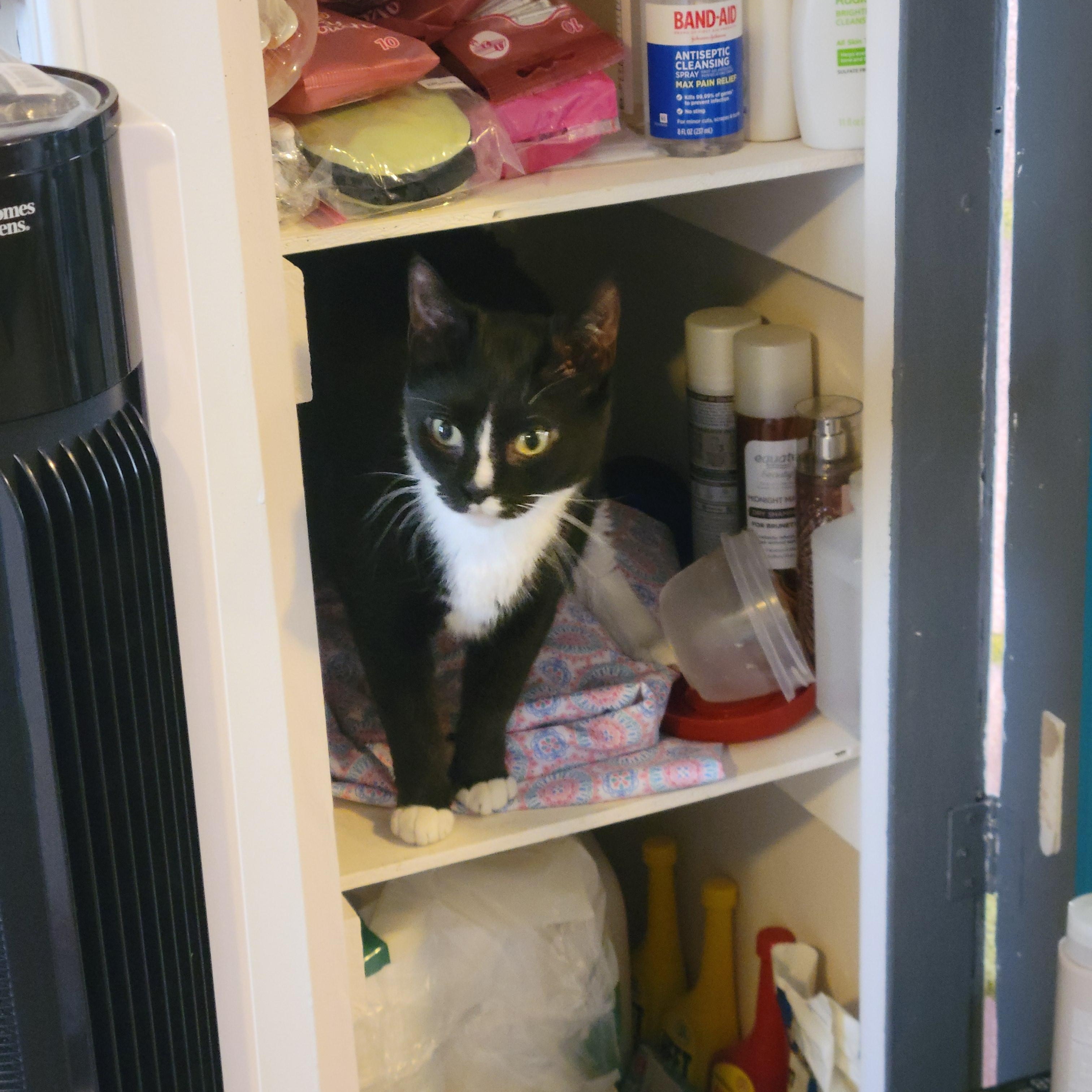 Enlarge Matilda, a Adoptable Domestic Short Hair in Mendham, NJ image 4/6