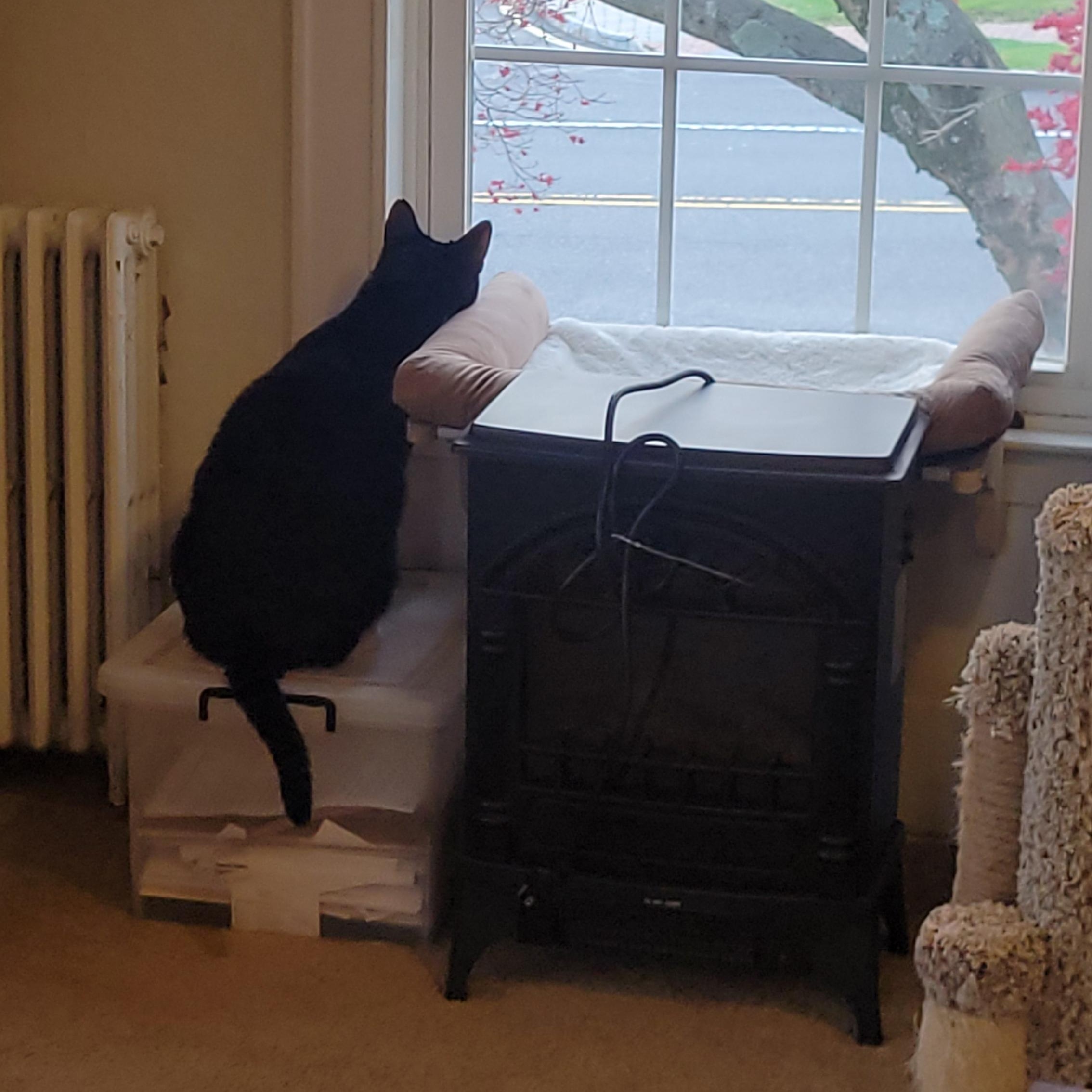 Enlarge Matilda, a Adoptable Domestic Short Hair in Mendham, NJ image 6/6