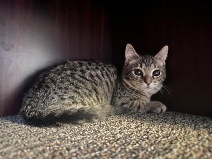 Winona 52508, ADOPTABLE, Kitten Female Domestic Short Hair.